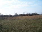 Nádasok mögött