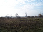 Fás puszta