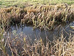 Víztükör