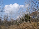 Nyírfák