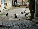 Macskagyűlés a főutcán