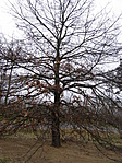 A parkoló ékessége