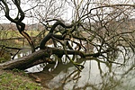 Elfáradt fa