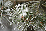 Fenyő