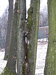 Lyukak
