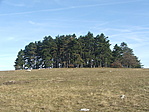 Az erdő