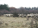 Birkák