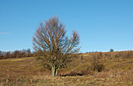 Magány
