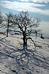 Árny