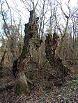 Csevegők