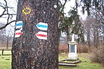 Jelzések az öreg fenyőn
