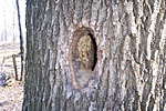 Ládaőrző lakása