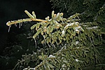 Fenyő télen