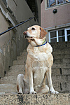 Mandula
