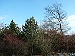 Erdő