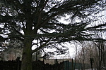 A cédrus "árnyékában"