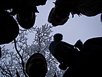 sötét alakok