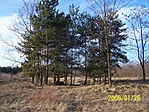 Nagy fenyők