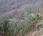 Niával