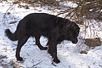 Kesserkutyus