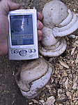 A kisebbek