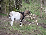 a láda őre