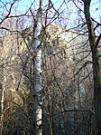Sziklaorom