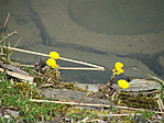 Virág-1