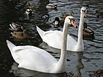 A tónál