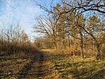 kiserdő