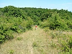 Zsuzsi