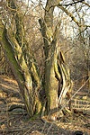 Fa-matuzsálem
