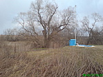 Szilfa