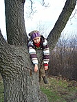 Lógok a fán