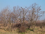 varjak