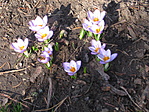 Édszinkék Species Crokus