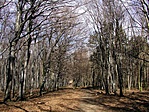 Erdő