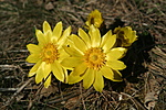 sárga