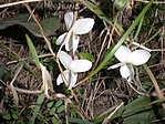 És közelről