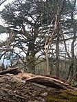 rejtek és a cédrus
