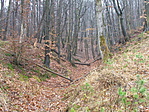 Erdő