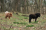 Pónilovak