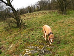 Kesser-vizsla, ha szimatot fog... :p