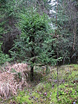 A fenyvesben