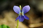 Ibolya