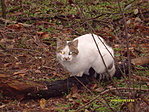 Garfield! - szólítám, s hallgatott rá...
