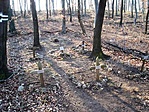Kutyatemető