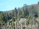 Fenyők