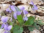 Illatos ibolya