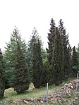 Tuják